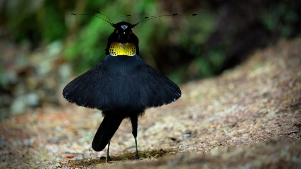 Western Parotia bird standing on forest floor