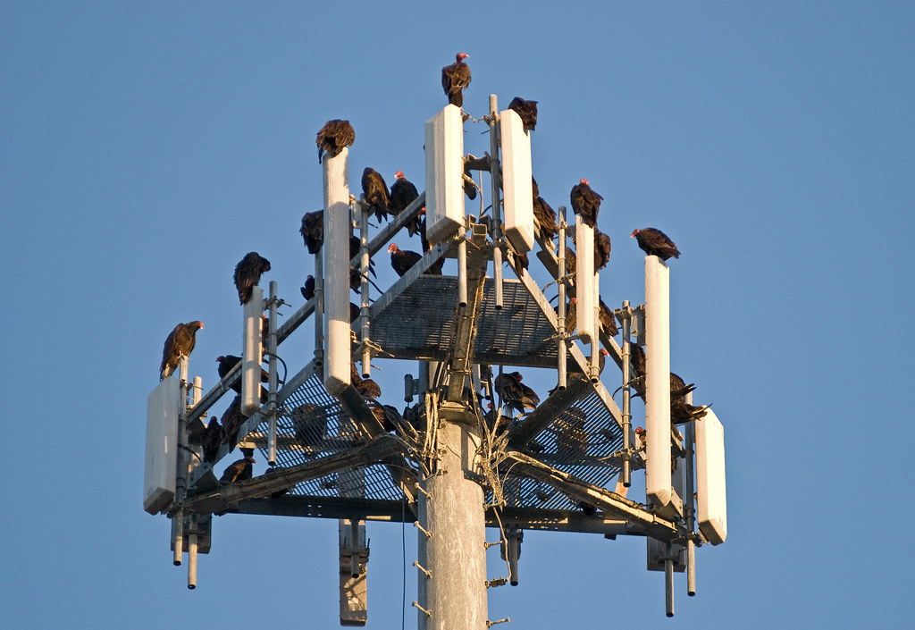 A group of Asian Woollynecks perches on a cell tower.
