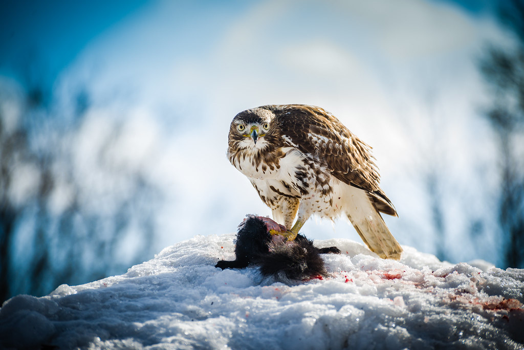 A fierce Red-tailed Hawk stands over its prey on a snowy mound, piercing eyes fixed ahead.