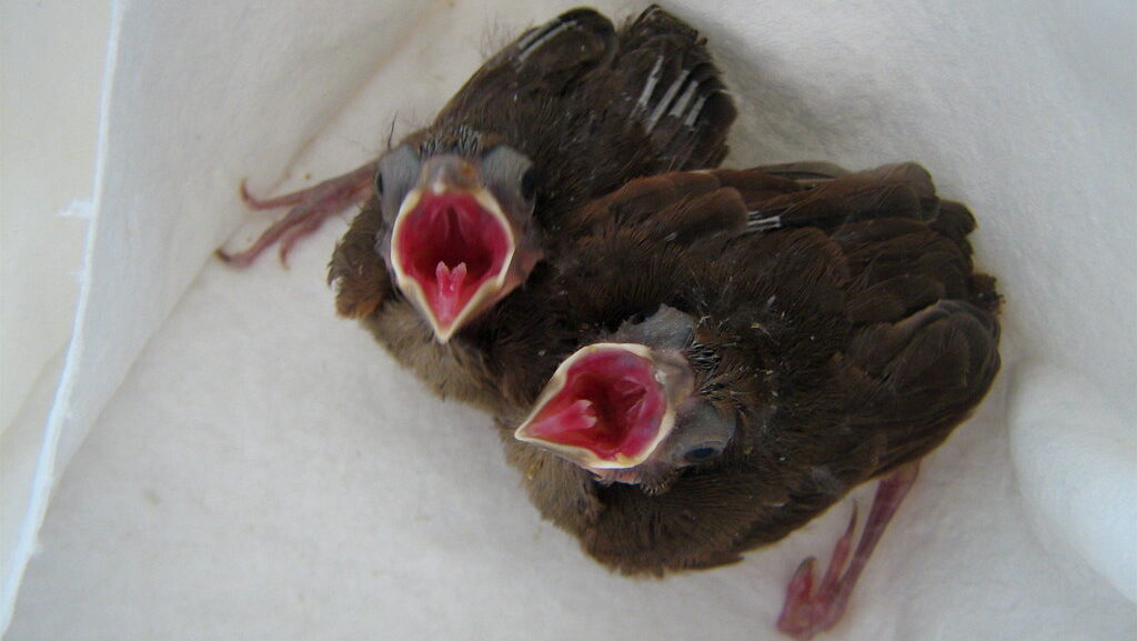 Baby cardinal chicks resting in a soft towel for warmth and care