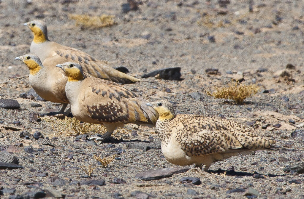 Four spotted sandgrouse with patterned brown and cream plumage stand on barren, rocky ground.