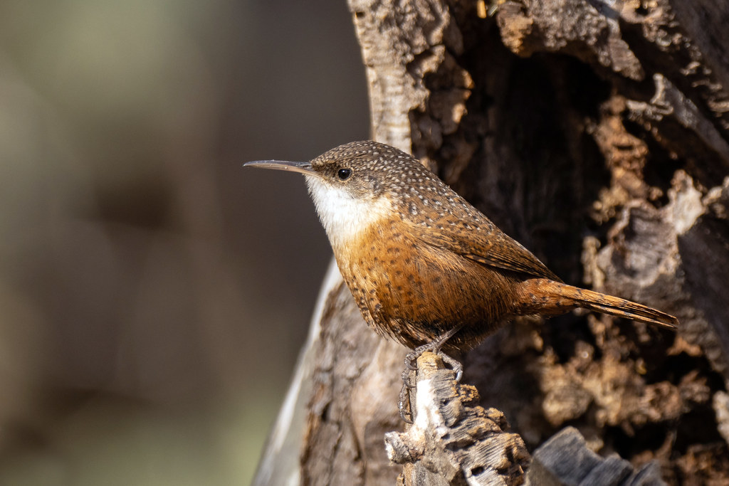 A Canyon Wren, with brown and white plumage, perches on a weathered tree trunk.