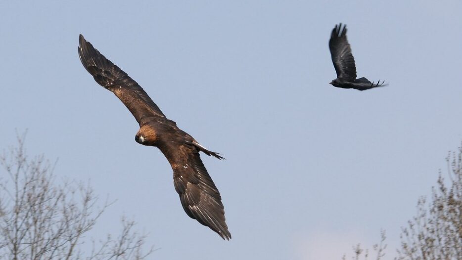 Crow exhibiting mobbing behavior by chasing eagle in flight