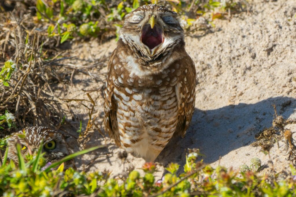 A Burrowing Owl yawns wide, while another peeks from the ground nearby.