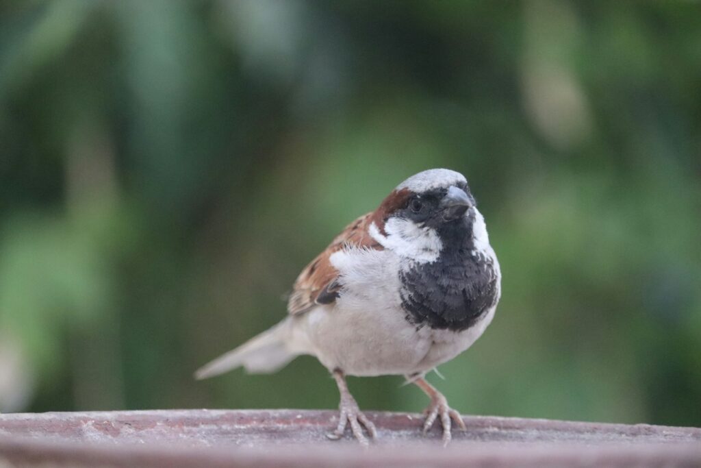 A small house sparrow with a black bib and brown markings stands on a brown surface.