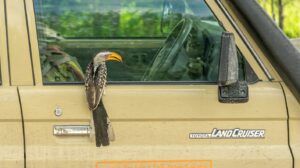 Curious bird perched on car window edge looking at the side mirror