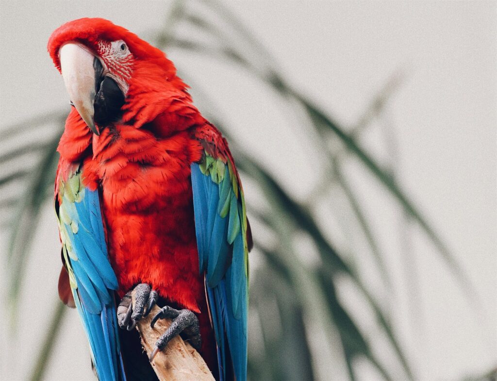A Scarlet Macaw perches, displaying its vibrant red, blue, and green plumage.
