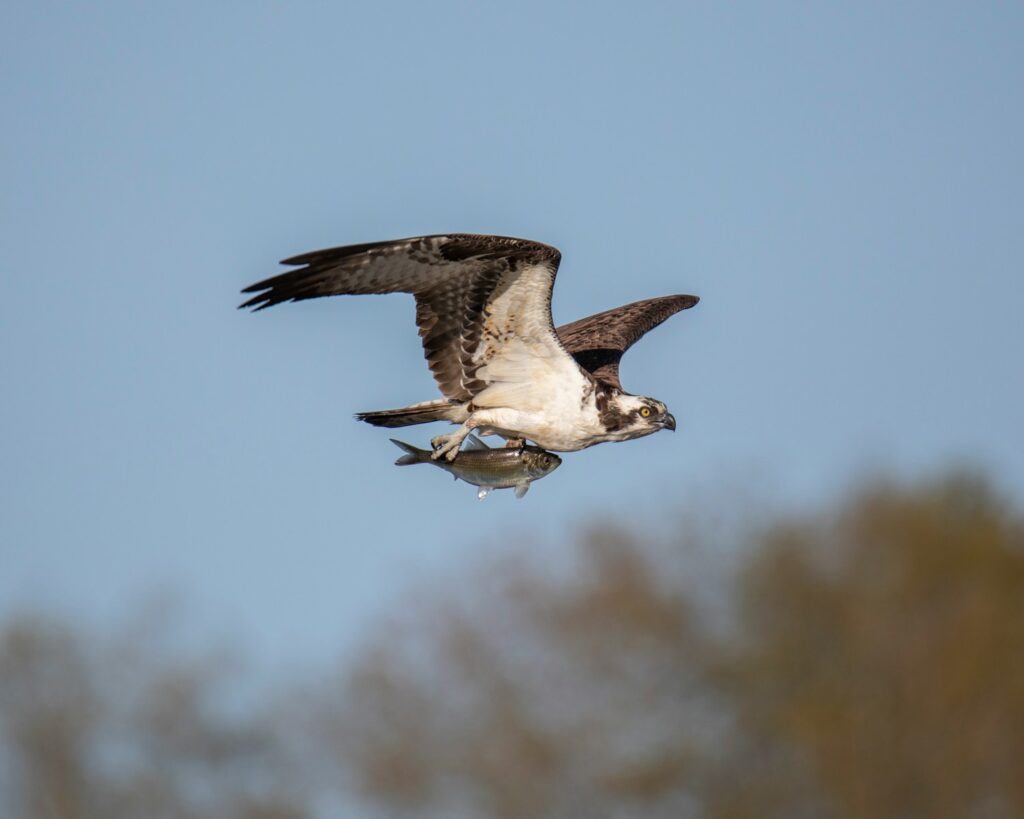 An Osprey flies through a clear sky, carrying a fish firmly in its talons.