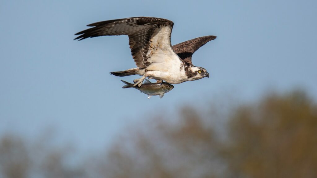 An Osprey flies through a clear sky, carrying a fish firmly in its talons.