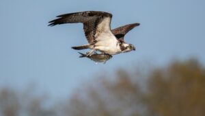 An Osprey flies through a clear sky, carrying a fish firmly in its talons.