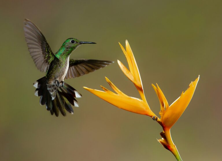 A scaly-breasted hummingbird hovers near a yellow flower.