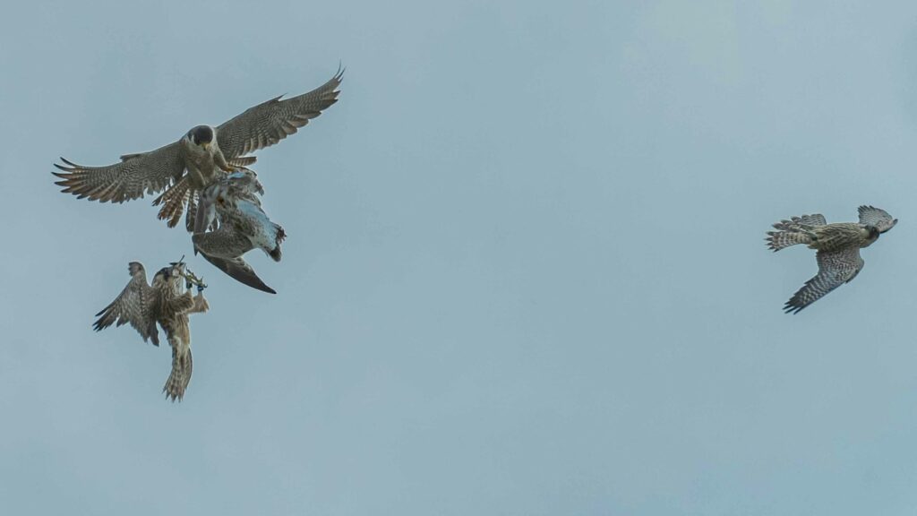 Adult peregrine falcon in flight carrying prey with two juvenile falcons