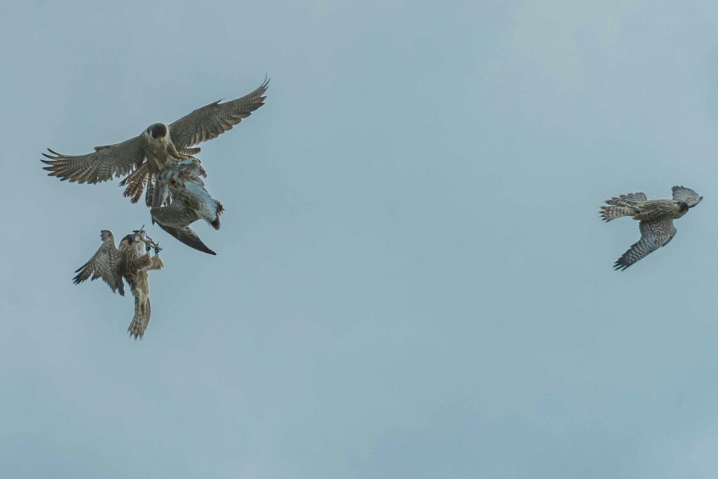 Two Peregrine Falcons engage in an aerial skirmish, with one falcon flying solo nearby.
