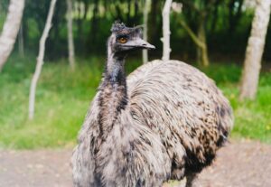 An emu with shaggy gray-brown feathers and an orange eye stands in a grassy area.