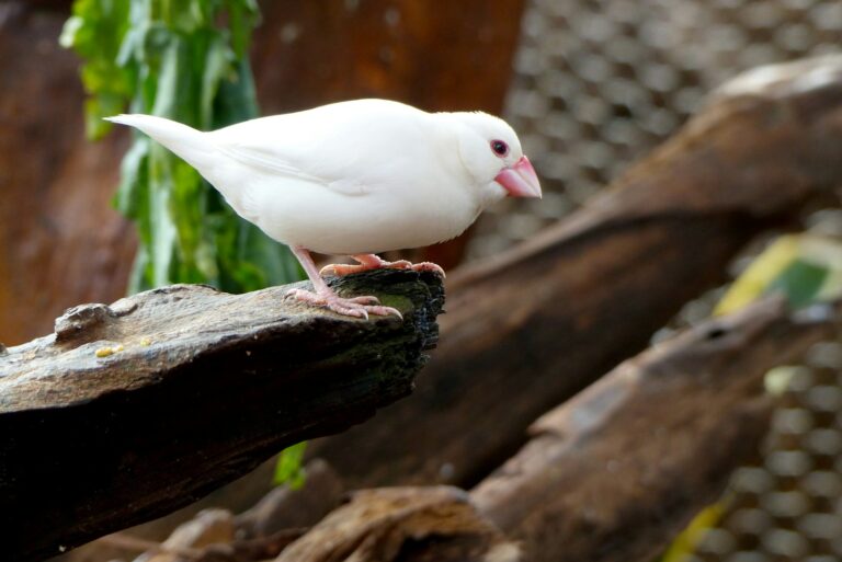 A white Java Sparrow with a pink beak and red eye-ring perches on a tree branch.