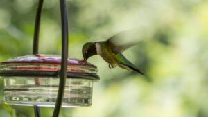 Ruby-throated hummingbird drinking from a nectar feeder