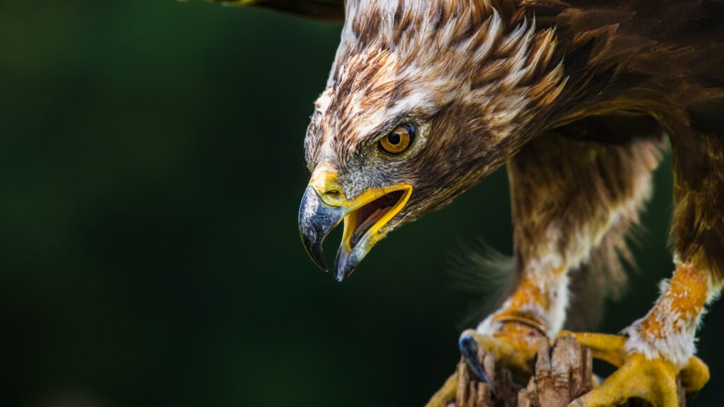 Close-up of Golden Eagle perched on branch with beak open