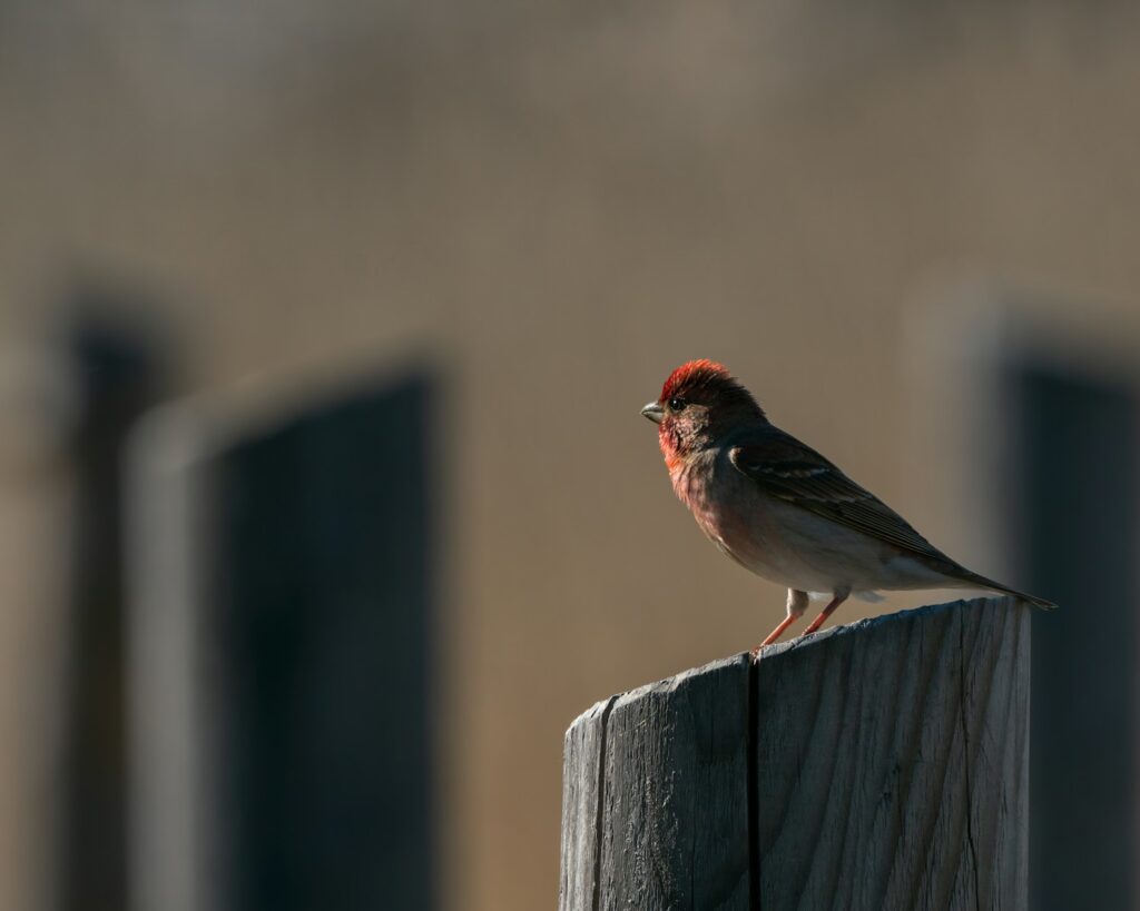 A Red-mantled Rosefinch perches on a wooden post, showing its reddish head.