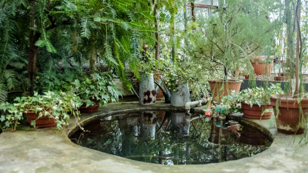 Small backyard pond surrounded by garden plants