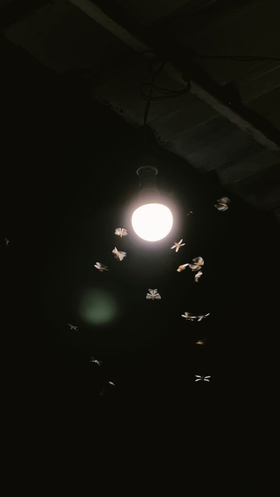 Moths flying around a glowing light bulb at night