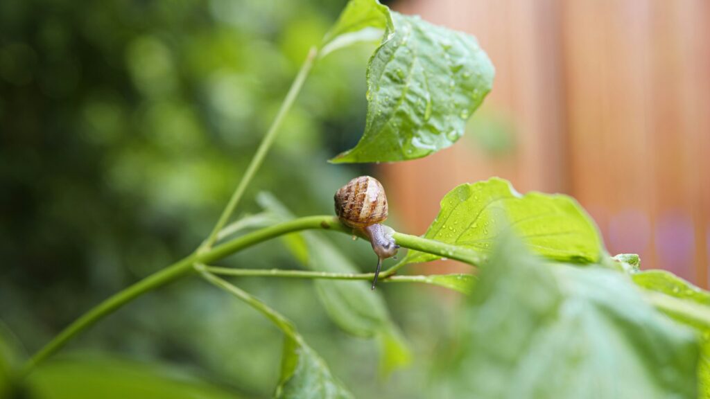 Snail crawling along a plant branch in a garden