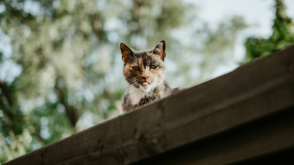 Cat staring intently from the top of a residential roof