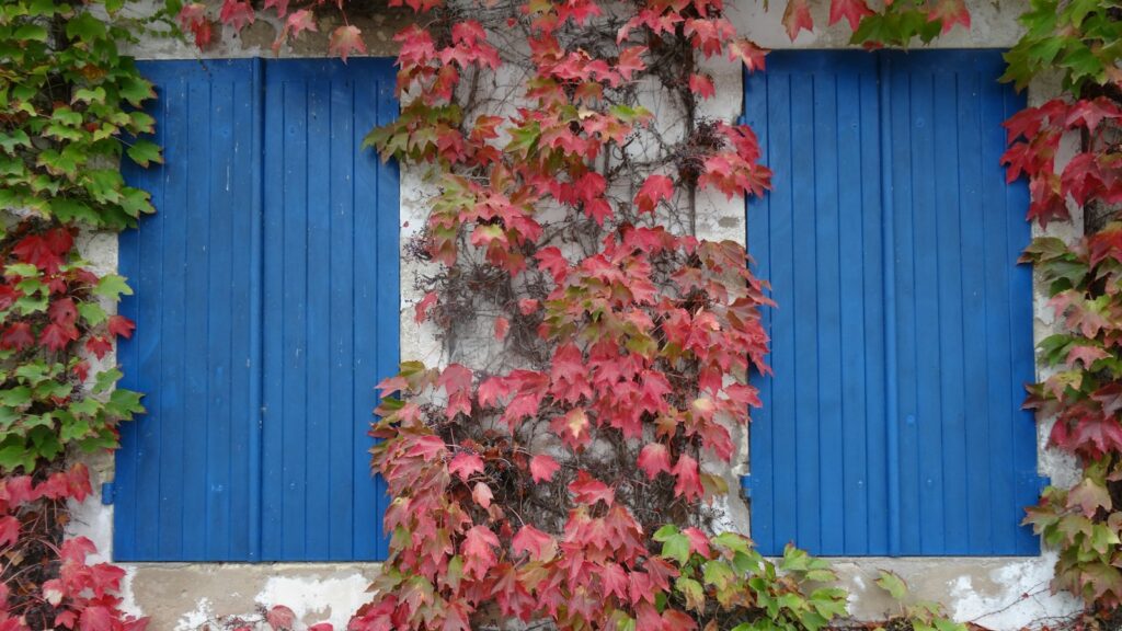 Virginia creeper vines growing on building wall around windows