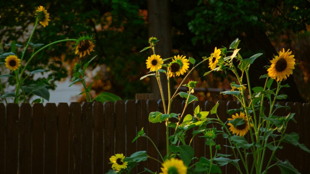 A bunch of sunflowers in a garden next to a fence