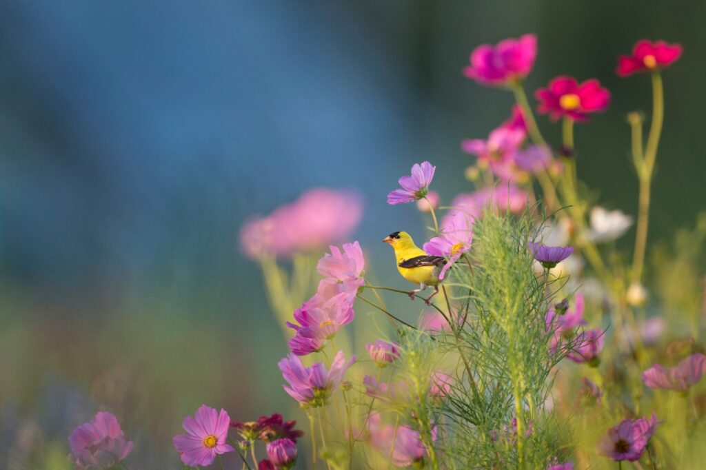 An American goldfinch perches on a plant with pink and purple flowers.