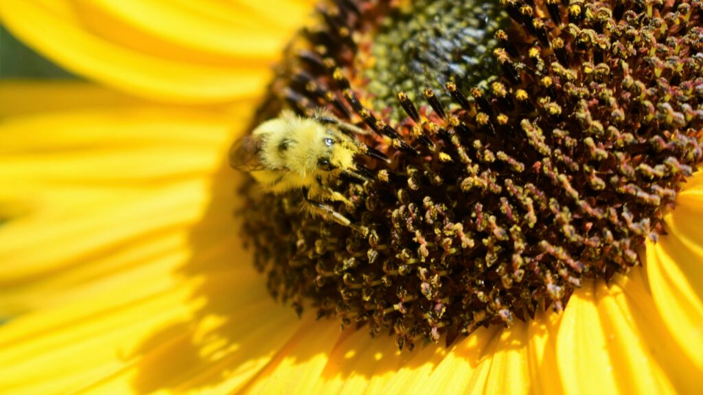 Bee collecting nectar from a bright yellow sunflower