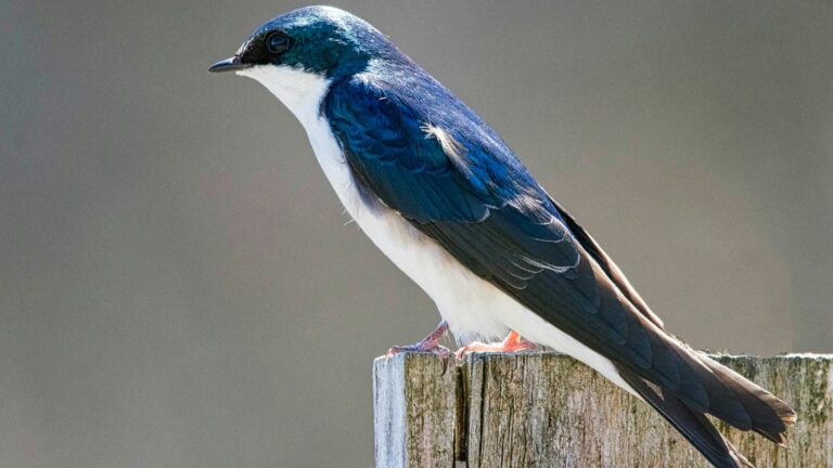 Tree Swallow perched on top of a weathered wooden post