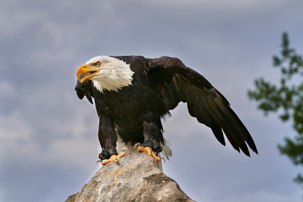 A majestic Bald Eagle with an open beak perches on a rock, wings slightly spread.