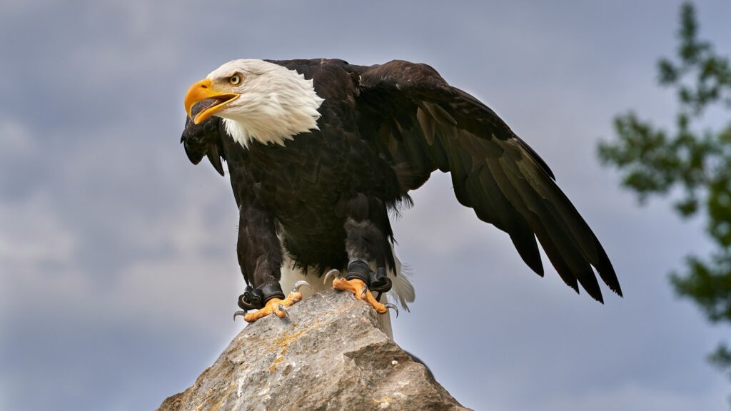 A majestic Bald Eagle with an open beak perches on a rock, wings slightly spread.