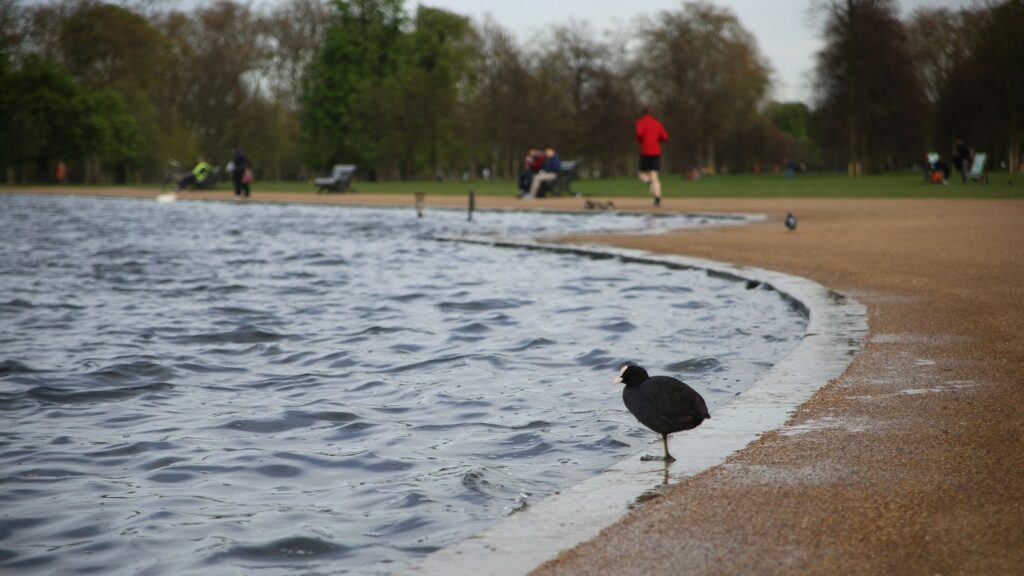 A black bird standing near water in a park