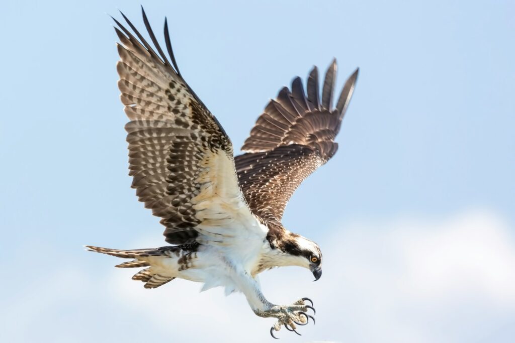 An Osprey is captured in mid-air, wings spread and talons extended, against a blue sky.