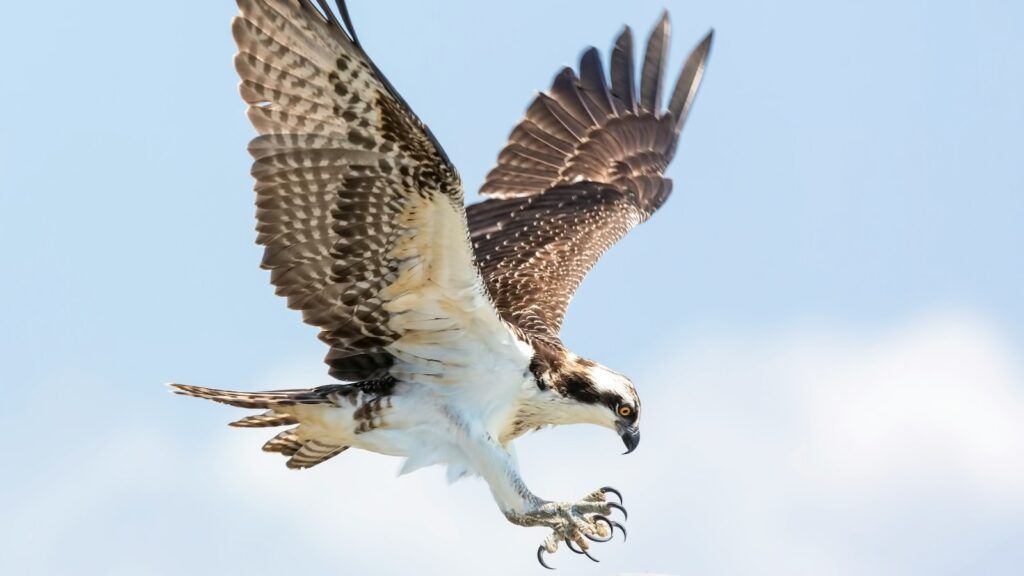 An Osprey is captured in mid-air, wings spread and talons extended, against a blue sky.