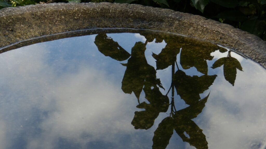 Concrete bird bath filled with water reflecting green leaves above