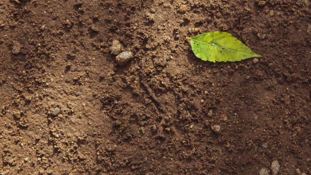 Green leaf resting on rich brown soil