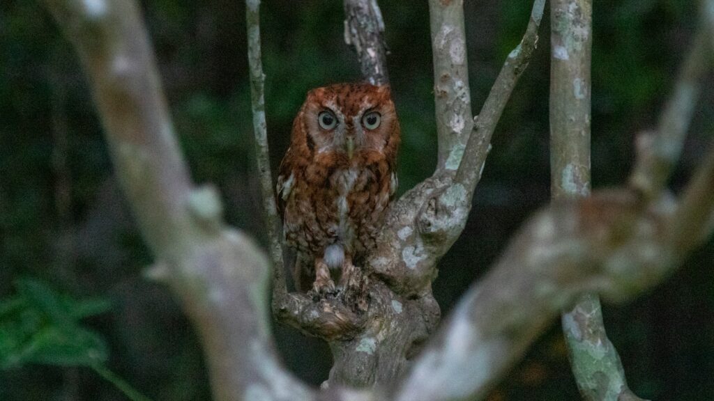 Nighttime photo of screech owl perched on a tree