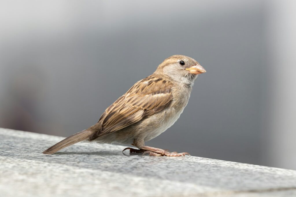 A small brown sparrow stands on a grey ledge, looking towards the right.