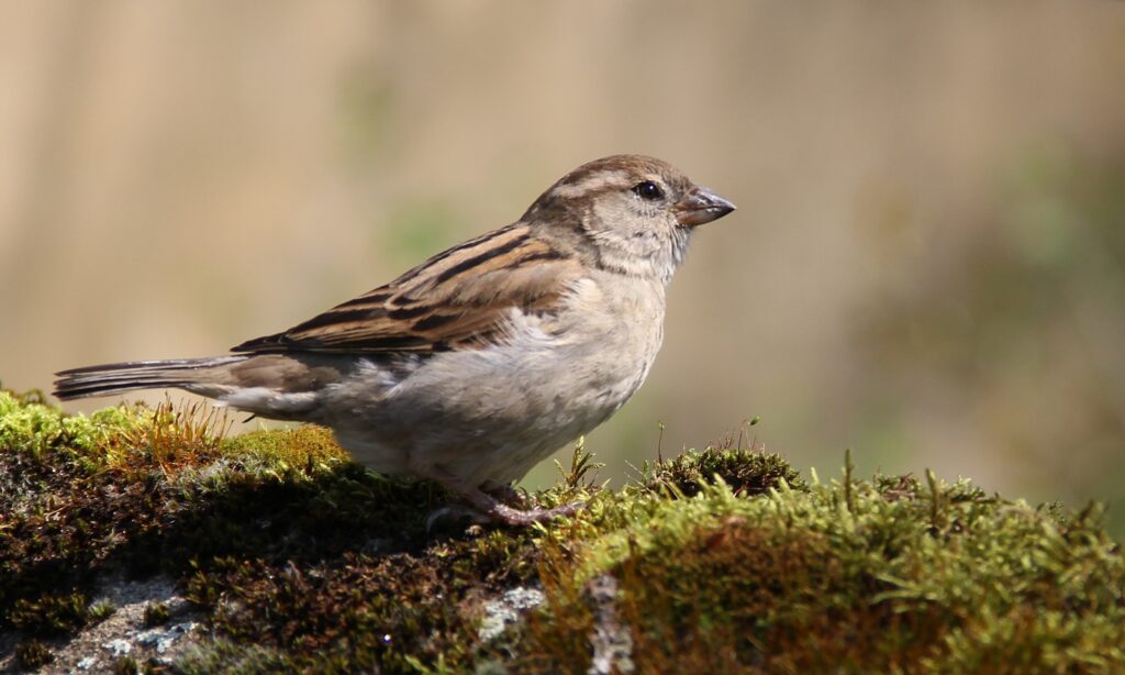 A small house sparrow with brown and grey feathers stands on a mossy surface.