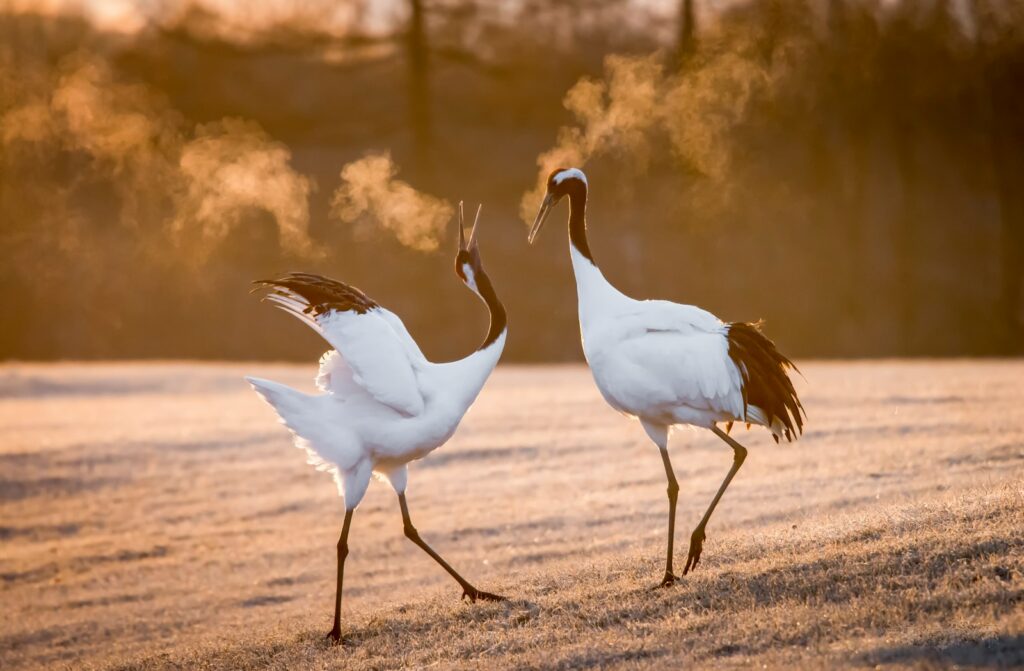 Two elegant Red-crowned Cranes are captured in a morning light, one calling out.
