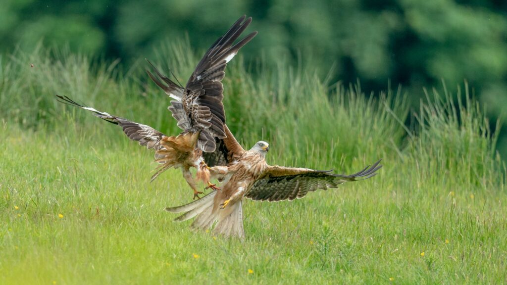 Two kites engaged in a fight above grassy terrain