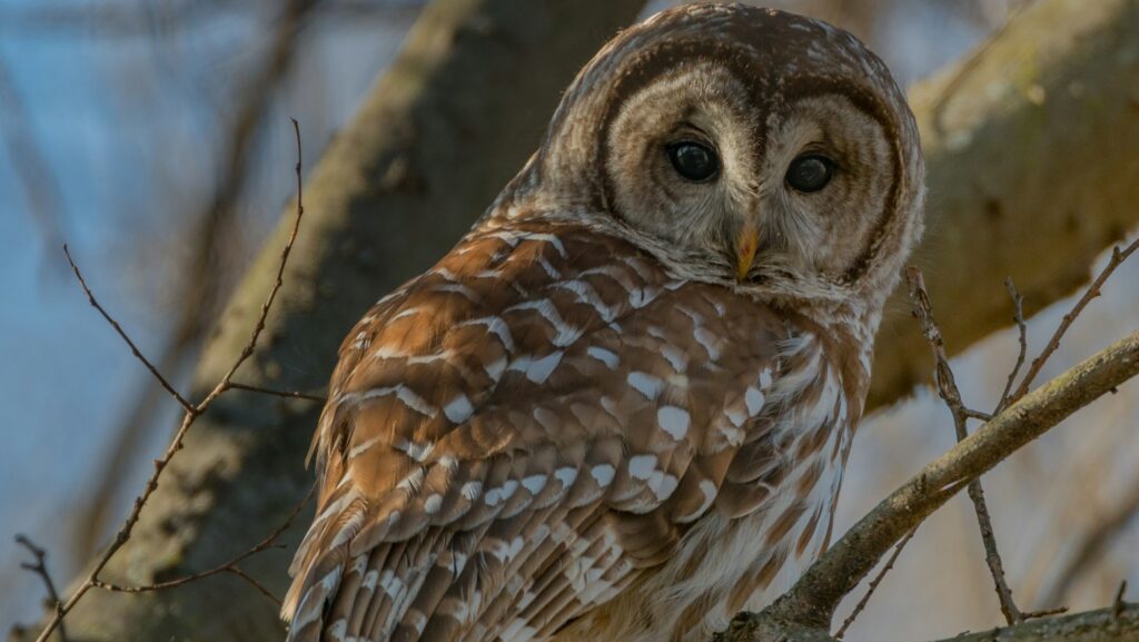A Barred Owl perches calmly on a tree branch, looking directly forward.