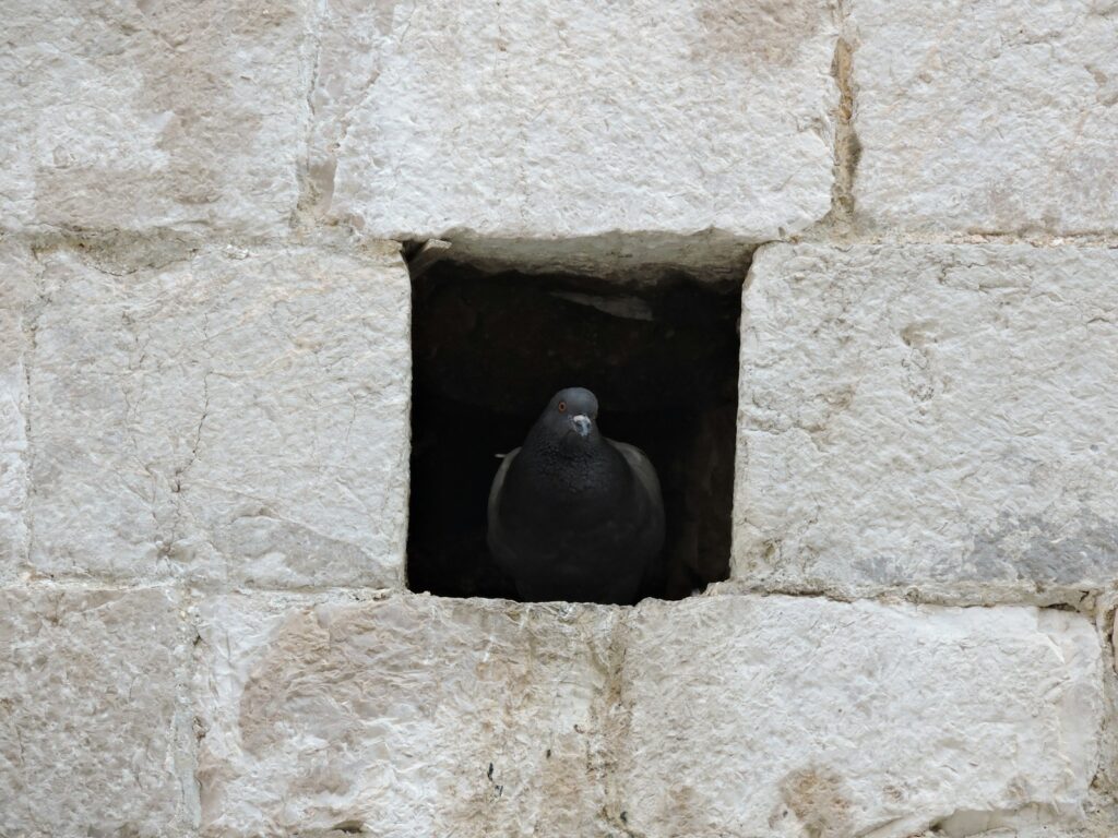 A dark pigeon peeks out from a square opening in a stone wall.