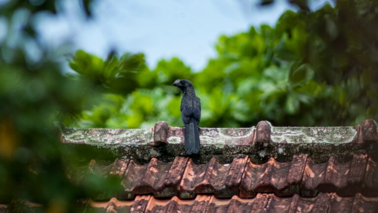 Black bird perched on a weathered roof framed by green foliage