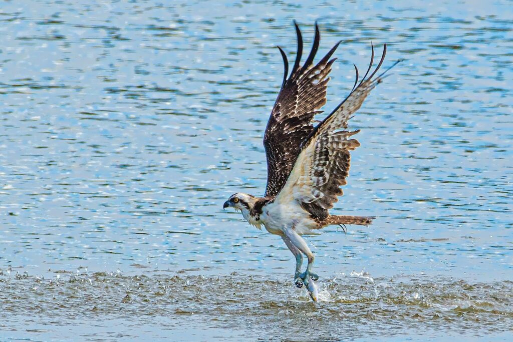 An Osprey emerges from water, holding a fish, with wings spread wide for flight.