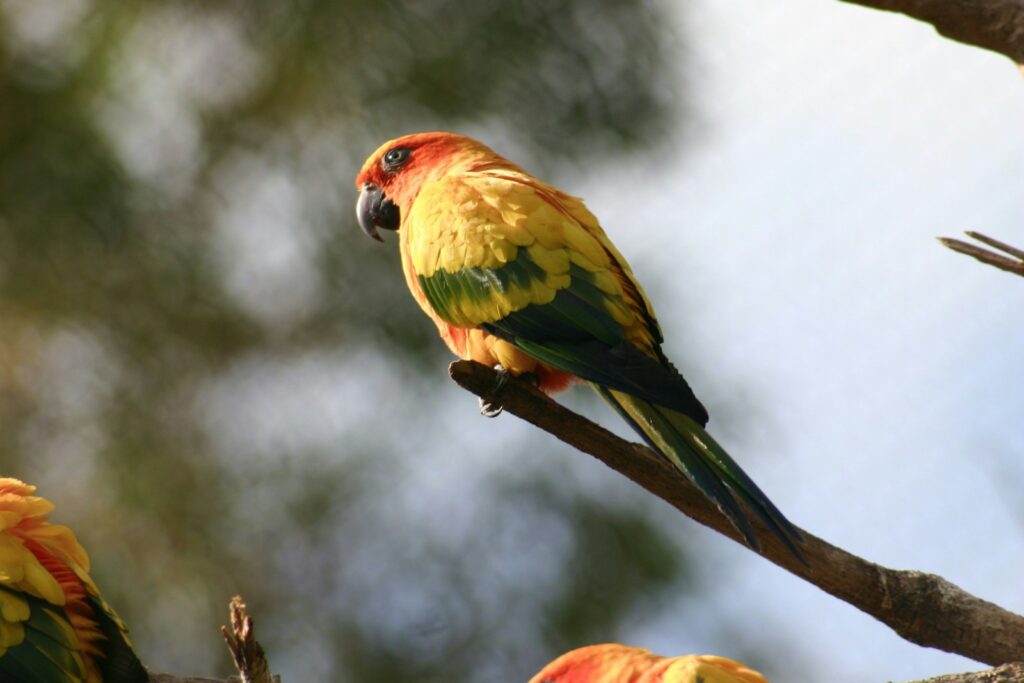 A vibrant yellow and orange Sun Conure perches on a branch.