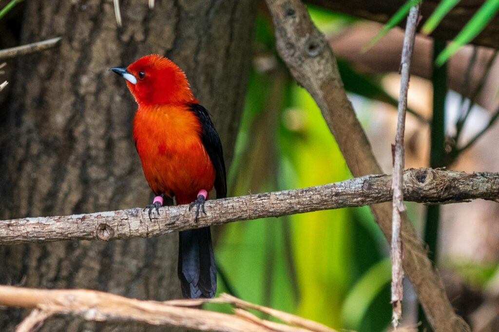 A Red-headed Tanager with vibrant red-orange plumage perches on a brown branch.