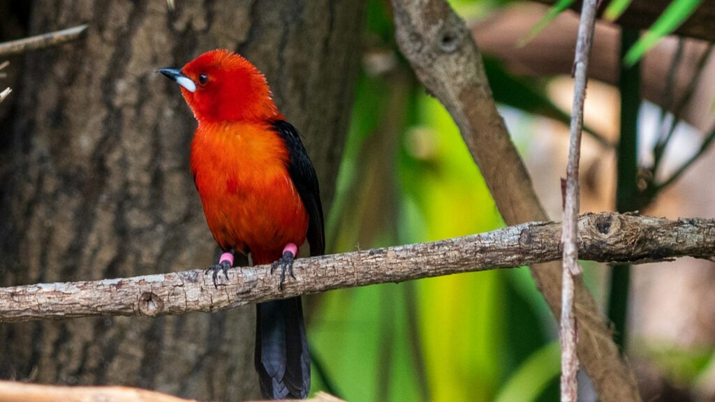 A Red-headed Tanager with vibrant red-orange plumage perches on a brown branch.